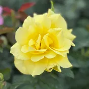 Anthony Meilland® Potted Rose Bush