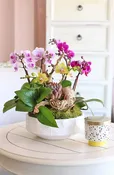 CALABASAS ORCHID ELEGANCE