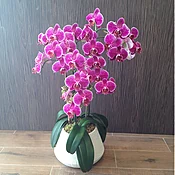 Purple Phalaenopsis