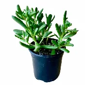Cotyledon orbiculata ‘Dancing Queen’