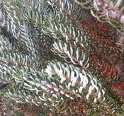 Abies koreana ‘Silberlocke’