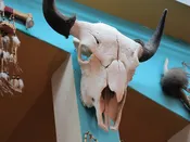 Buffalo Skull