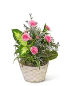 DISH GARDEN WITH PETITE PINK FLORALS