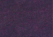 Australian Seeds & Leaves on the Ground Purple