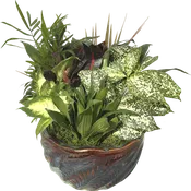 Dish Garden