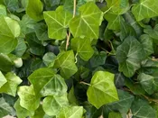 Hedera helix<br>(English Ivy)<br>Tray of 24 Cells