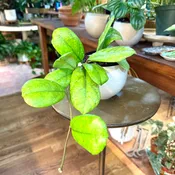 Hoya cv. Viola