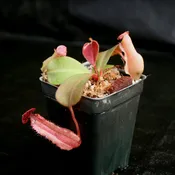 Nepenthes Song of Melancholy x clipeata