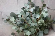 Eucalyptus, Assorted Varieties