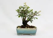 Chinese Elm in a Glazed and Chopped Pot