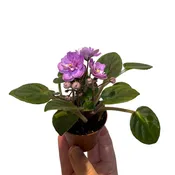 African Violet Miniature Assortment (Pet Friendly)