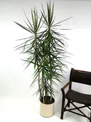 10″ Marginata Staggered