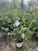 Spice Baby Korean Spice Viburnum