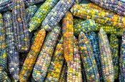 Glass Gem Ornamental Corn (Not Treated)