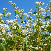 Buckwheat