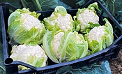 Alcala Cauliflower (Not Treated)