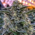 Bruce Banner Autoflower Seeds - Kind Seed Co