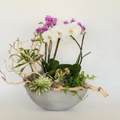Urban Orchid