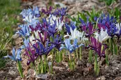 All Aflutter™ Iris Blend (25 bulbs) — Hidden Springs Peony Farm