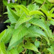 Monarda didyma SUGAR BUZZ® 'Cherry Pops' (Beebalm) Unity Grown
