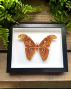 Atlas Moth – Framed