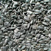 Black Oil Sunflower