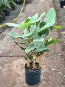 09″ Philodendron Silver Sword, Trellis