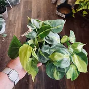 4" Philodendron Brasil