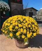 16" FALL MUM