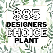 Designer's Choice Plant Sympathy- $85