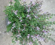 Baby Lilac Shrub (Leptodermis oblonga) - 2 gallon 10"