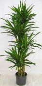 10" Dracaena Gold Star