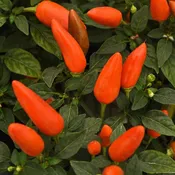 Acapulco Orange Ornamental Pepper - 5" Fall Annuals