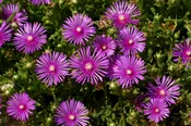 Delosperma (Ice Plant) Cooperi Plug Flat
