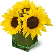 Teleflora's Modern Sunshine TFWEB189