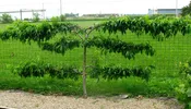 10 Gal Fruit Tree Premium Cherry