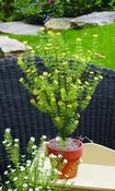 Astilbe Bush Yellow