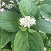Arctic Fire® Yellow Red-Twig Dogwood (Cornus)