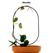 Oval Metal Houseplant Trellis