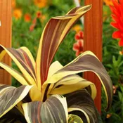 Cordyline ‘Chocolate Queen’