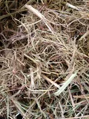 New Zealand Flax Fiber
