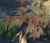 Acer palmatum 'Beni zuru' Japanese Maple