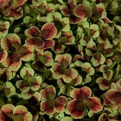4 Luck® Red Green Clover