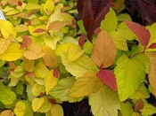Spiraea japonica Double Play® Candy Corn™