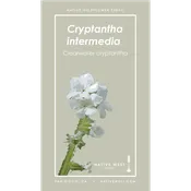 Cryptantha intermedia (Clearwater Cryptantha) Seeds — Native West Nursery - California Native Plants