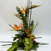 Birds of Paradise