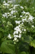 Ageratina altissima