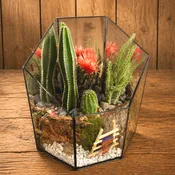 CACTUS TERRARIUM (assorted sizes)