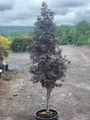 Acer p. ‘Bloodgood’; Bloodgood Japanese Maple