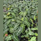 2” Alocasia Amazonica Bulk 10 Pots Easy Care Plants (Case of 10 Pots)